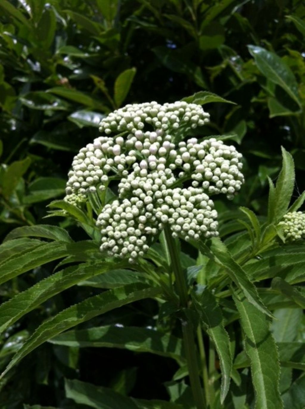 Sambucus ebulus